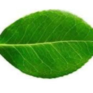 Meet your Posher, Supz